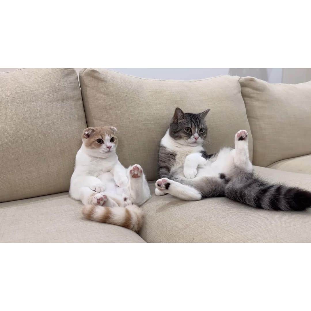 もちまるさんのインスタグラム写真 - (もちまるInstagram)「トムとジェリーに夢中な猫たち」7月15日 18時04分 - catmotimaru