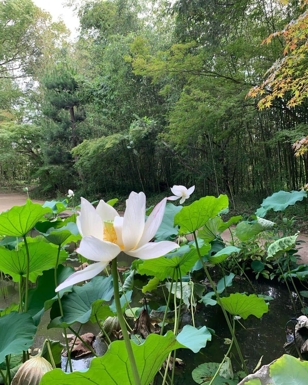 中橋舞さんのインスタグラム写真 - (中橋舞Instagram)「. run 17.83km  素敵な空間とみていた 曹源寺  行ってみたら 静かで、少し時の流れがゆっくりに感じると同時に 涼しさを感じる場所でした ②枚目の動画は虫の鳴き声もなんだか夏らしくて ぜひ音ありで🎶みてみてください  道中は全く影なしで お昼に出発したので 灼熱☀️だったのも余計に 涼を感じたかも😇  ちなみにはじめての道ばかりだったので 道に迷いまくり 頭も使いついた頃にはヘロヘロでした🙃  明日は曹源寺ではお祭りがあるそうで お祭りのご準備もされていていました  岡山素敵なスポットたくさんで 走っていきたいところが山ほどある♡ どんどん実現させていこう  #run #running #japanphoto  #okayama #岡山 #日本の風景  #japan_photo_now #岡山の風景  #ランナー #runlife #走るのが好き  #曹源寺 #ランニング #ママランナー  #お寺 #日本の夏 #japanesetemple #走って辿り着いた景色 #走らなければ出会えない感動がある」7月15日 18時20分 - mai_nakahashi