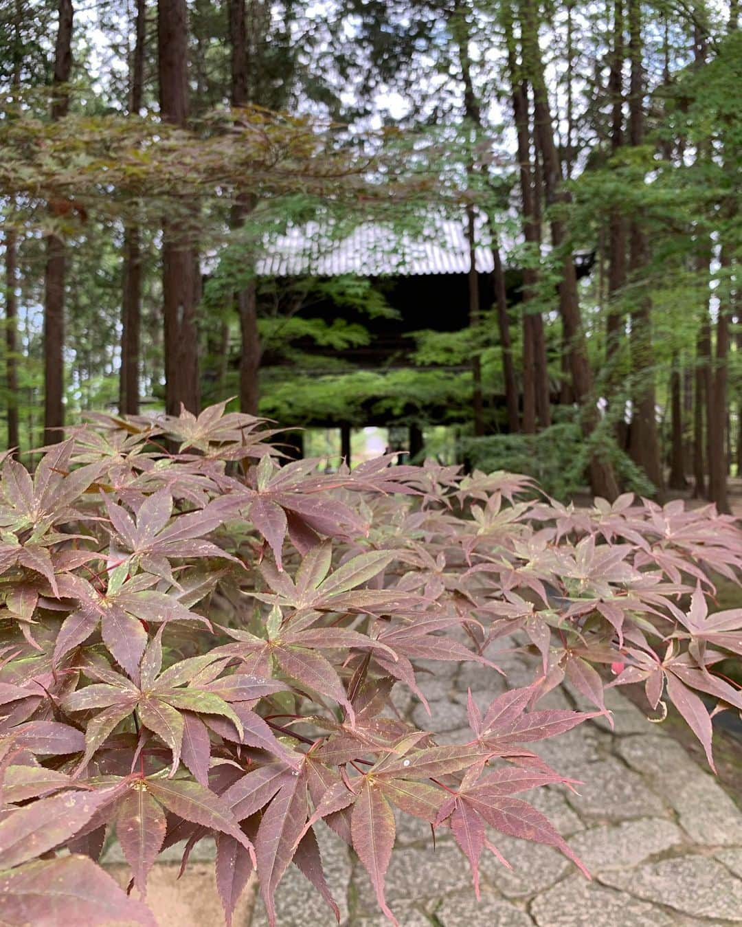 中橋舞さんのインスタグラム写真 - (中橋舞Instagram)「. run 17.83km  素敵な空間とみていた 曹源寺  行ってみたら 静かで、少し時の流れがゆっくりに感じると同時に 涼しさを感じる場所でした ②枚目の動画は虫の鳴き声もなんだか夏らしくて ぜひ音ありで🎶みてみてください  道中は全く影なしで お昼に出発したので 灼熱☀️だったのも余計に 涼を感じたかも😇  ちなみにはじめての道ばかりだったので 道に迷いまくり 頭も使いついた頃にはヘロヘロでした🙃  明日は曹源寺ではお祭りがあるそうで お祭りのご準備もされていていました  岡山素敵なスポットたくさんで 走っていきたいところが山ほどある♡ どんどん実現させていこう  #run #running #japanphoto  #okayama #岡山 #日本の風景  #japan_photo_now #岡山の風景  #ランナー #runlife #走るのが好き  #曹源寺 #ランニング #ママランナー  #お寺 #日本の夏 #japanesetemple #走って辿り着いた景色 #走らなければ出会えない感動がある」7月15日 18時20分 - mai_nakahashi