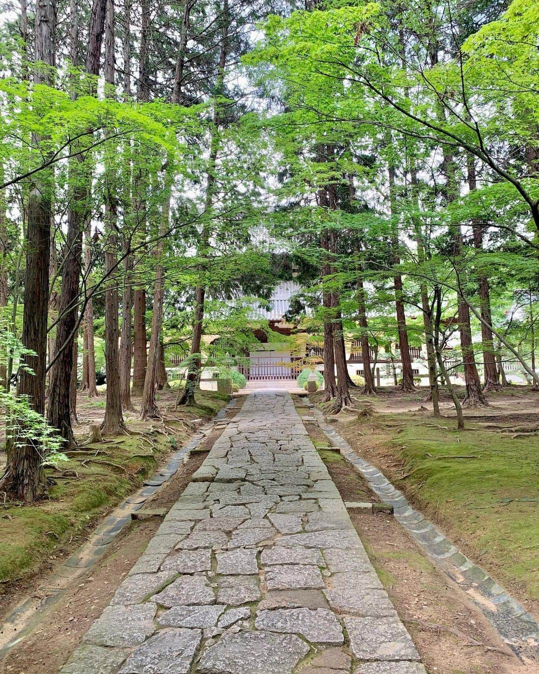 中橋舞さんのインスタグラム写真 - (中橋舞Instagram)「. run 17.83km  素敵な空間とみていた 曹源寺  行ってみたら 静かで、少し時の流れがゆっくりに感じると同時に 涼しさを感じる場所でした ②枚目の動画は虫の鳴き声もなんだか夏らしくて ぜひ音ありで🎶みてみてください  道中は全く影なしで お昼に出発したので 灼熱☀️だったのも余計に 涼を感じたかも😇  ちなみにはじめての道ばかりだったので 道に迷いまくり 頭も使いついた頃にはヘロヘロでした🙃  明日は曹源寺ではお祭りがあるそうで お祭りのご準備もされていていました  岡山素敵なスポットたくさんで 走っていきたいところが山ほどある♡ どんどん実現させていこう  #run #running #japanphoto  #okayama #岡山 #日本の風景  #japan_photo_now #岡山の風景  #ランナー #runlife #走るのが好き  #曹源寺 #ランニング #ママランナー  #お寺 #日本の夏 #japanesetemple #走って辿り着いた景色 #走らなければ出会えない感動がある」7月15日 18時20分 - mai_nakahashi