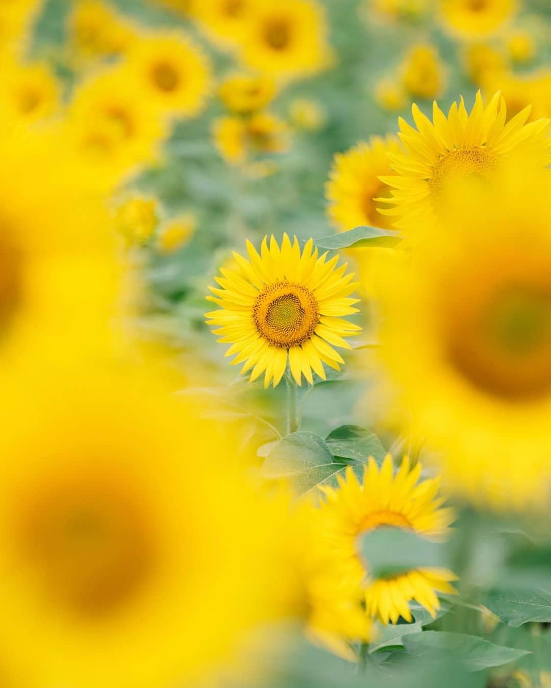 fuka_09のインスタグラム：「⁡ Summery landscape ⁡ 🌻 ⁡ #ひまわり #sunflower ⁡ ⁡ #Z7ii #Nikoncreators NIKKOR Z 70-200mm f/2.8 S」