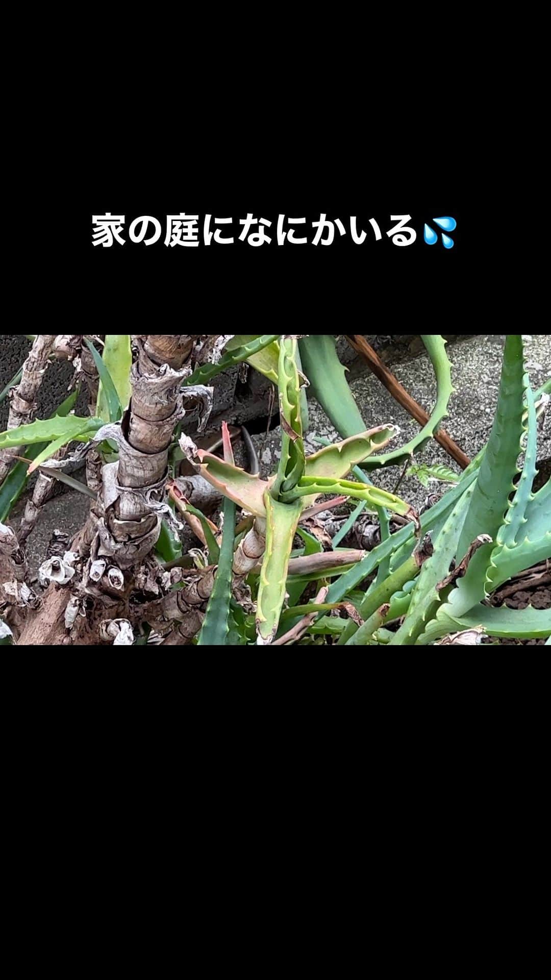 吉田由美のインスタグラム