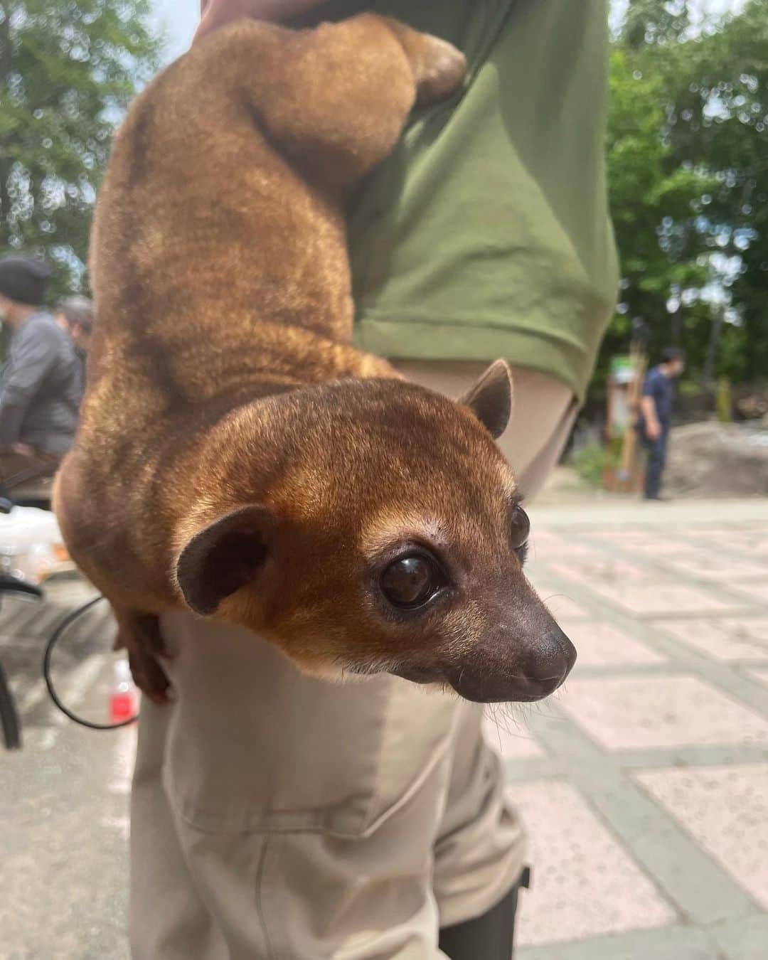 にゃんさんゴルフさんのインスタグラム写真 - (にゃんさんゴルフInstagram)「キンカジューのエサやり🤘300円  バナナを食べます🍌🍌🍌 爪が痛かった！  #ノースサファリサッポロ #キンカジュー#癒し#バナナ#🍌 #北海道旅行#札幌旅行 #動物好きな人と繋がりたい  #hokkaido#sapporo」7月15日 19時19分 - miiiii0228