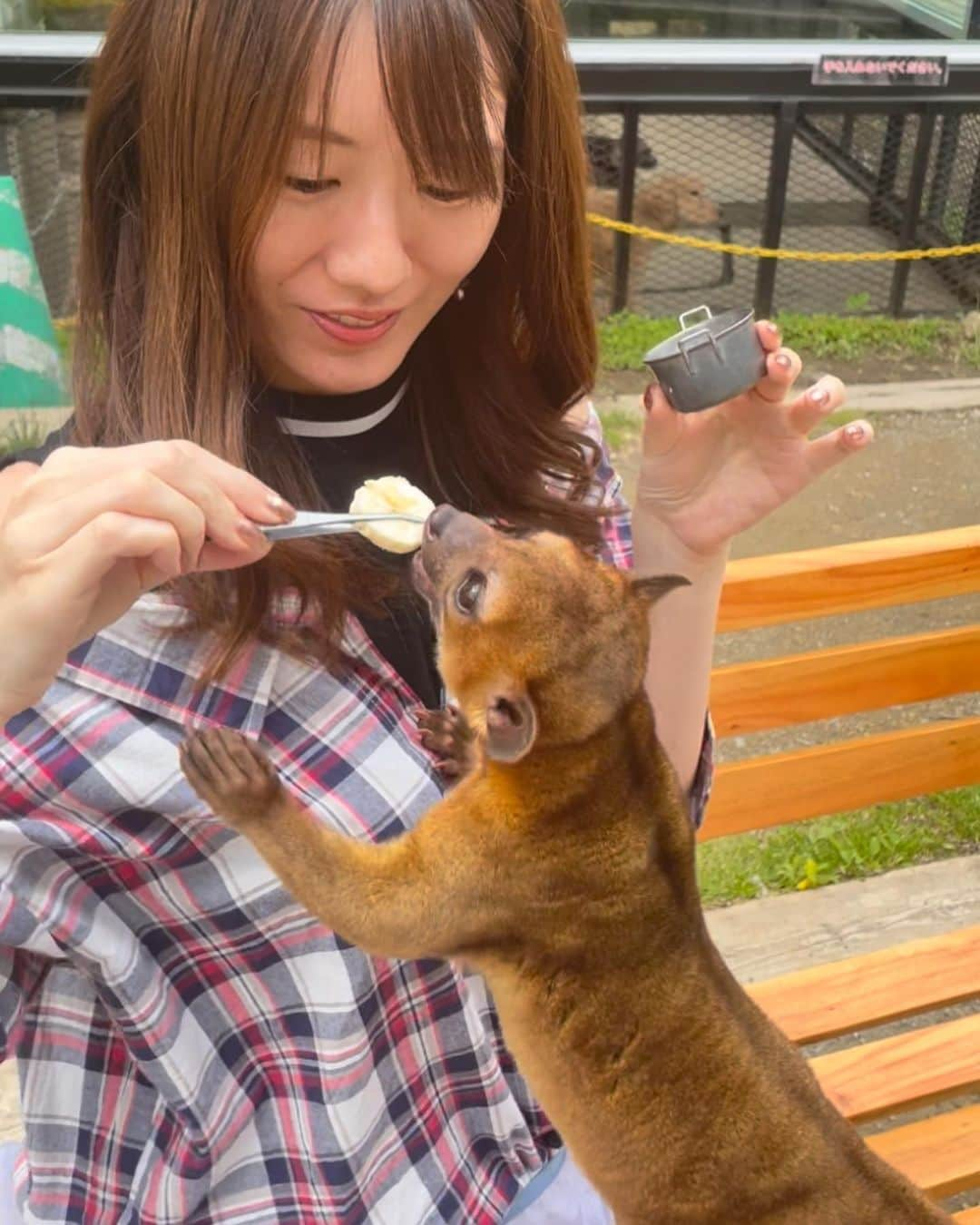 にゃんさんゴルフさんのインスタグラム写真 - (にゃんさんゴルフInstagram)「キンカジューのエサやり🤘300円  バナナを食べます🍌🍌🍌 爪が痛かった！  #ノースサファリサッポロ #キンカジュー#癒し#バナナ#🍌 #北海道旅行#札幌旅行 #動物好きな人と繋がりたい  #hokkaido#sapporo」7月15日 19時19分 - miiiii0228