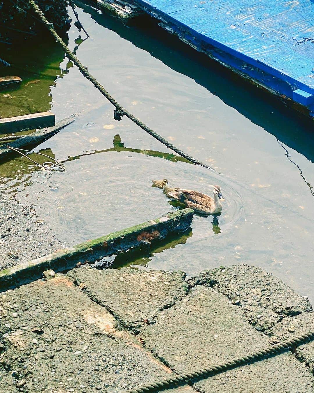 利水翔さんのインスタグラム写真 - (利水翔Instagram)「. 先月行ったプライベート釣り🎣 ⁡ 今回はルアーシーバス＆まごち狙いで✨ シーバス３匹とエイ、海藻をキャッチ🥰笑 エイと海藻はリリースしました😂😂笑 ⁡ 残念ながらまごちは釣れなかったけど 大漁で楽しかったー😘 ⁡ １日中キャスティングして 腕がパンパンになりました😂😂 ⁡ エイとのファイトは またリールにUPします🤭✨ ⁡ ⁡ ⁡ ⁡ ⁡ ⁡ #ootd #happy #바다낚시 #lurefishing #lure #釣りガール #japan #tokyo #钓鱼 #釣り #fishing #シーバス #アイランドクルーズ #boat #プライベートフィッシング  #ルアーフィッシング #利水つばさ #ファインダー越しの私の世界」7月15日 19時29分 - tsubasa.toshimizu
