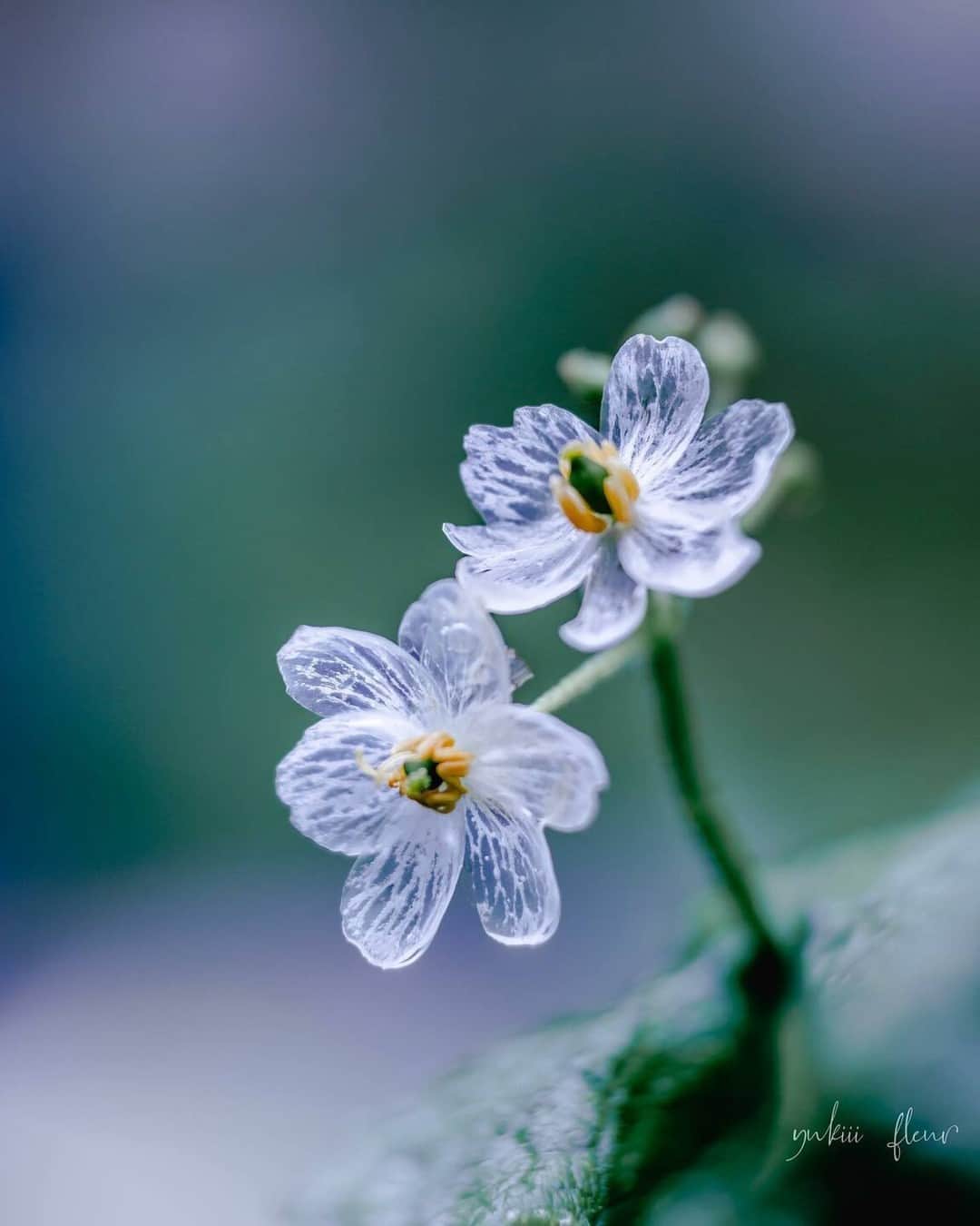 花の写真館のインスタグラム：「Photo by @yukiii_fleur. https://instagram.com/yukiii_fleur/ . Original Post[投稿いただいたURL] https://www.instagram.com/p/Cs8bD1jPQj3/ . 本アカウントは、 #私の花の写真 をつけてInstagramに投稿された皆さまの花の写真や、「花の写真館」Facebookページで投稿された花の写真を紹介します。 「花の写真館」Facebookページは、「 @floral.photograph 」のプロフィールにあるURLからご覧ください。 . ※各種法令、マナー、関係者の指示に従った撮影をお願いします。 *Please ensure that your photography adheres to all relevant laws, etiquette, and instructions issued by authorized persons. ※本アカウントは東京カメラ部がFacebook、Instagramのサービスを利用して運営しているもので、Meta社・Instagramとは一切関係ありません。 . #花の写真館 #floralphotograph #floralphoto #flower #flowers Follow: @floral.photograph」