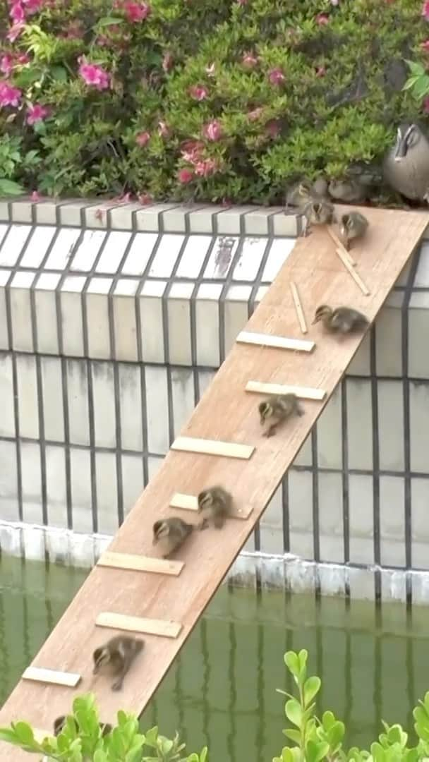 天才！志村どうぶつ園のインスタグラム：「カルガモのお引っ越しin 昭島！いかがでしたでしょうか🦆❔  生まれてすぐのヒナをつれて 線路をこえたり、交差点を渡ったり…  その姿を近くで見ていたスタッフは 終始グッとくるものがあったのですが、  放送でみていただいた皆さんも 同じ気持ちになっていただけていたら嬉しいです☺️✨  #嗚呼みんなの動物園 #カルガモ親子 #ヒナ #初夏の風物詩 #カルガモ #東京都昭島市」