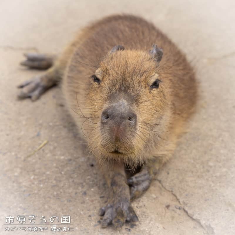 渡辺克仁さんのインスタグラム写真 - (渡辺克仁Instagram)「おはようございます。  #カピバラ #水豚 #capybara #おはよう」7月16日 7時00分 - katsuhito.watanabe