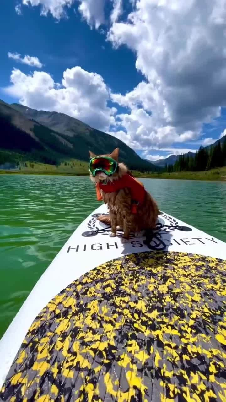 Cats of Instagramのインスタグラム：「From @liebchen.travels: "What are your weekend adventure plans? 😻🏔️☀️" #catsofinstagram」