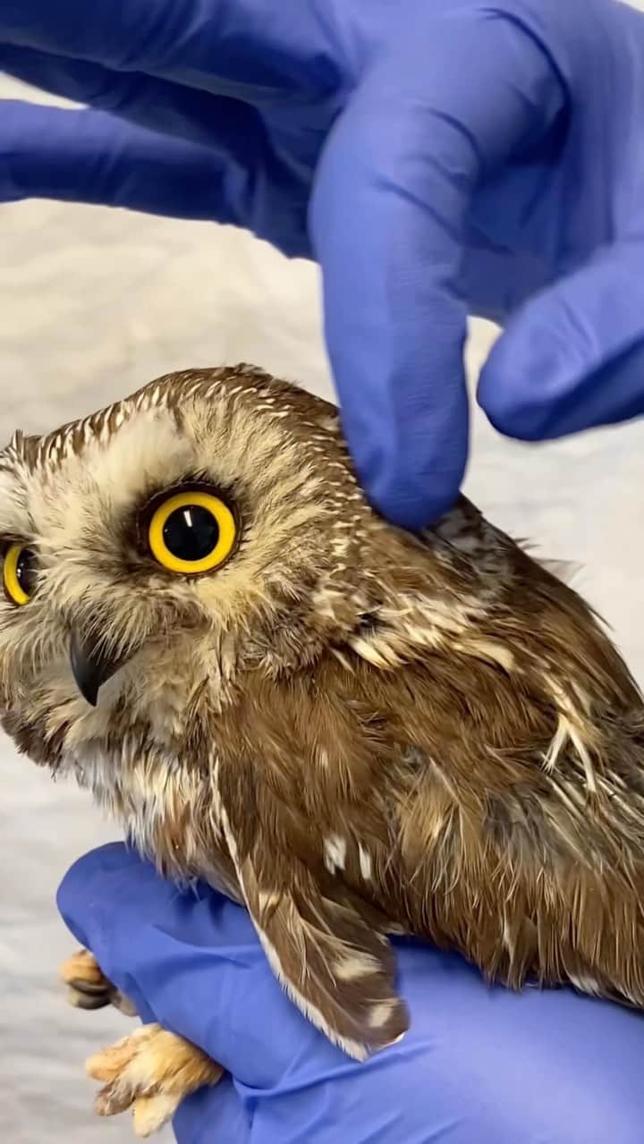 Cute baby animal videos picsのインスタグラム：「Have you ever seen a owls ear 🤯🦉 Song : YOU AND ME @bigsteppadrew check it out Link in bio  - - Follow us @cutie.animals.page for more !! 💙 - - Credit 📸 @calgarywildlife DM for removal)🙏🏻 - - #animals #nature #animal #pets #love #cute #wildlife #pet #cats #dog #photography #dogs #instagram #cat #naturephotography #of #photooftheday #dogsofinstagram #animallovers #wildlifephotography #petsofinstagram #birds #catsofinstagram #instagood #petstagram #art #animalsofinstagram #puppy #bird #bhfyp」