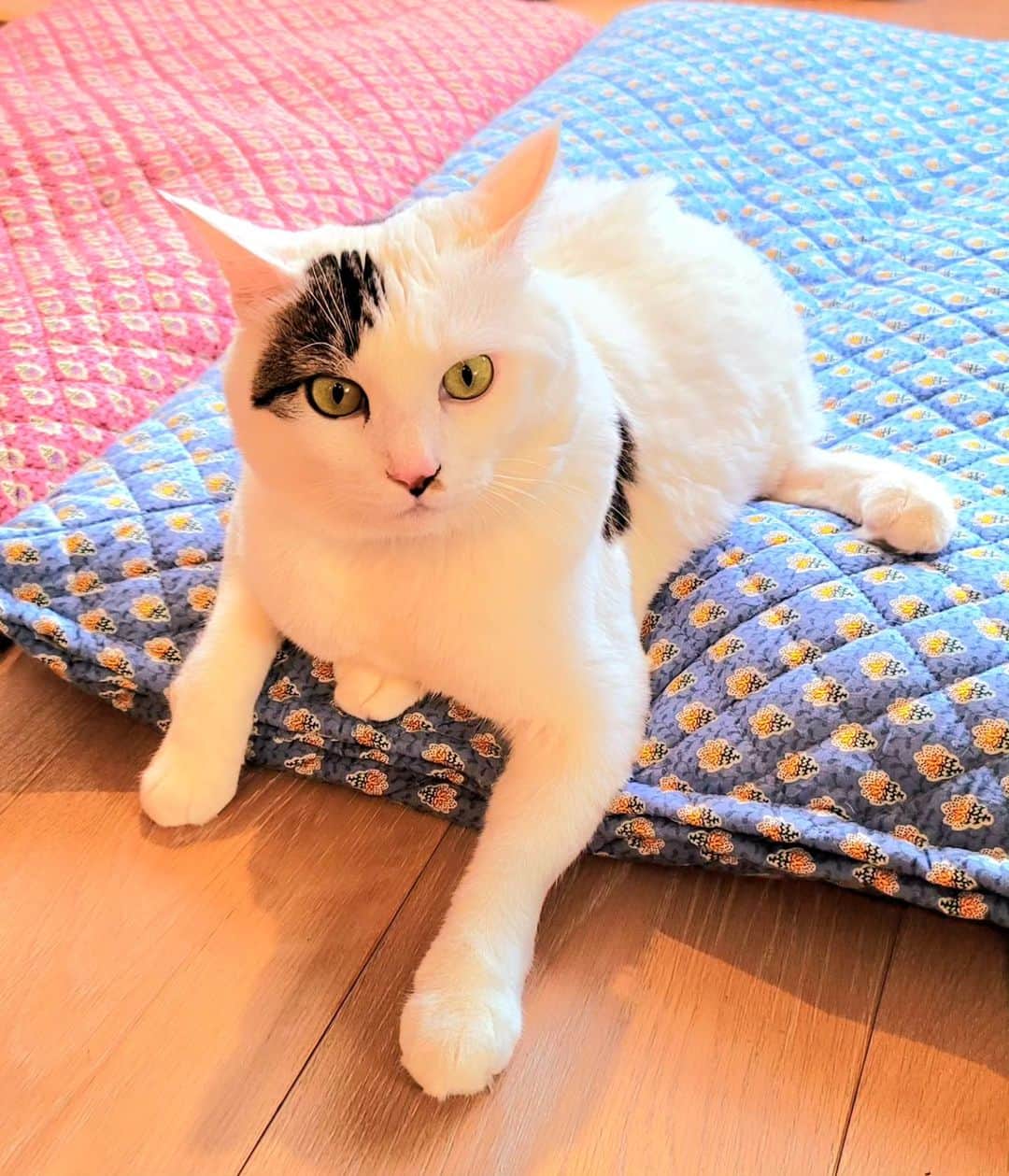 のインスタグラム：「三太のふるさとである熊本のチームにゃわんさん( @nyawan_kumamoto )のところでは下半身不随猫ちゃんやハンディキャップのある猫ちゃんたちの里親がなかなか見つからず、キャパシティが限界を迎えています。⁡ ⁡⁡ ⁡ハンディキャップがある猫ちゃんは世話が大変だというイメージが強いかと思いますが、ハンディキャップがあるからといって健常猫ちゃんより手がかかるとは限りません。⁡ ⁡⁡ ⁡ハンディキャップがあるからこそ、世話しやすい所もありますし、何より彼らはとても個性的で、たくましく、その姿から学びと癒しを必ずもらえます。⁡ ⁡⁡ ⁡もし、猫ちゃんを迎え入れたいと考えている方がいらっしゃいましたら、チームにゃわんさん( @nyawan_kumamoto )の投稿を見てみて欲しいです。⁡ ⁡⁡ ⁡熊本の団体さんですが、里親は県外からの問い合わせも可能だそうです。⁡ ⁡⁡ ⁡ハンディキャップの猫ちゃんを世話することに不安がある、という方はこちらにコメントをくだされば、私が分かる範囲で答えさせていただきます。⁡ ⁡⁡ ⁡私は下半身不随のサンチョロとの生活がとてもとても楽しいです。⁡⁡ ⁡ ⁡ハンディキャップは全てがネガティブではありません。⁡ ⁡⁡ ⁡健常猫ちゃんとなんら変わらず愉快に愛らしく生きる姿をぜひ知ってもらいたいです。⁡ ⁡⁡ ⁡⁡ ⁡⁡ ⁡#teko家卒猫 #下半身不随猫三太 #下半身不随猫チョロ #サンチョロ #哀れなリスナーにサンチョロの祝福を #下半身不随猫 #下半身不随猫と暮らす #圧迫排尿猫 #圧迫排尿  #cat #rescuecat #ねこ #保護猫 #負傷猫 #熊本市動物愛護センター出身 #teko家の犬猫たち#花の木シェルター」