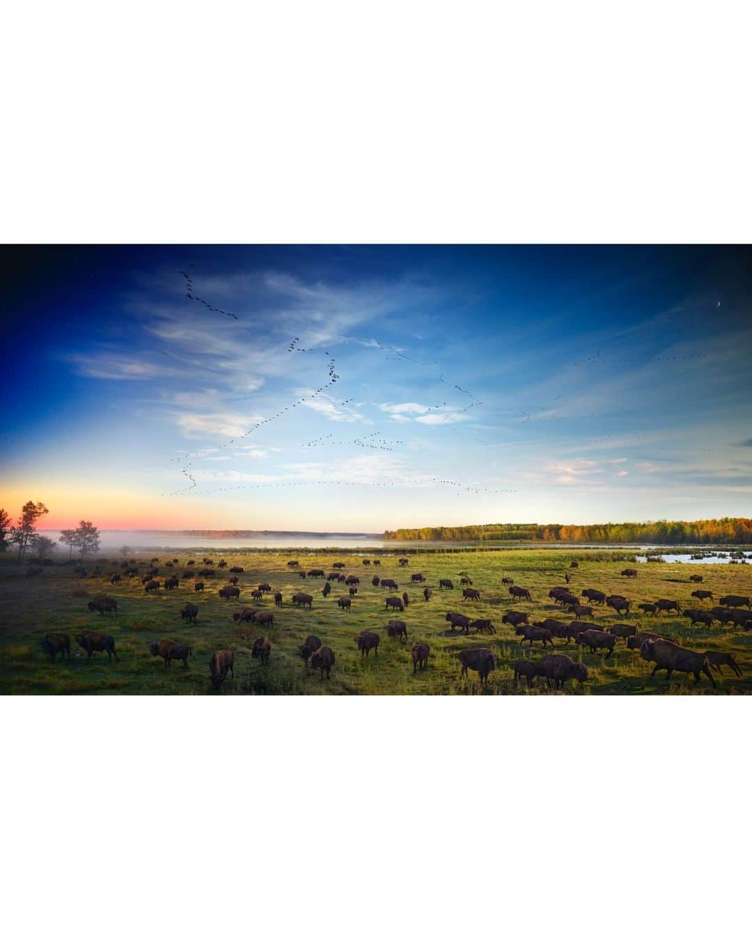 ナショナルジオグラフィックさんのインスタグラム写真 - (ナショナルジオグラフィックInstagram)「Photo by @stephenwilkes | The bison are North America’s largest land mammal. Revered by the First Nations peoples, these majestic creatures used to be an incredible resource until unchecked hunting reduced their population from tens of millions to mere thousands. In the early 20th century, the Canadian government purchased one of the last herds on the continent, transferring 700 bison to Elk Island National Park, outside Edmonton. For a hundred years, the park has been a protected sanctuary for the bison.  Last year, with the generous support of @insidenatgeo, I traveled to Elk Island to document these marvelous creatures.  For over 36 hours, I watched as they grazed on the fields. I’m amazed by their resilience, and grateful for the plan to protect them for generations to come.   In my Day to Night series, landscapes are portrayed from a fixed camera angle, capturing fleeting moments of nature as light passes in front of the lens over the course of a full day. A select group of these photos are blended into a single composite image. Swipe for full image.」7月15日 22時00分 - natgeo