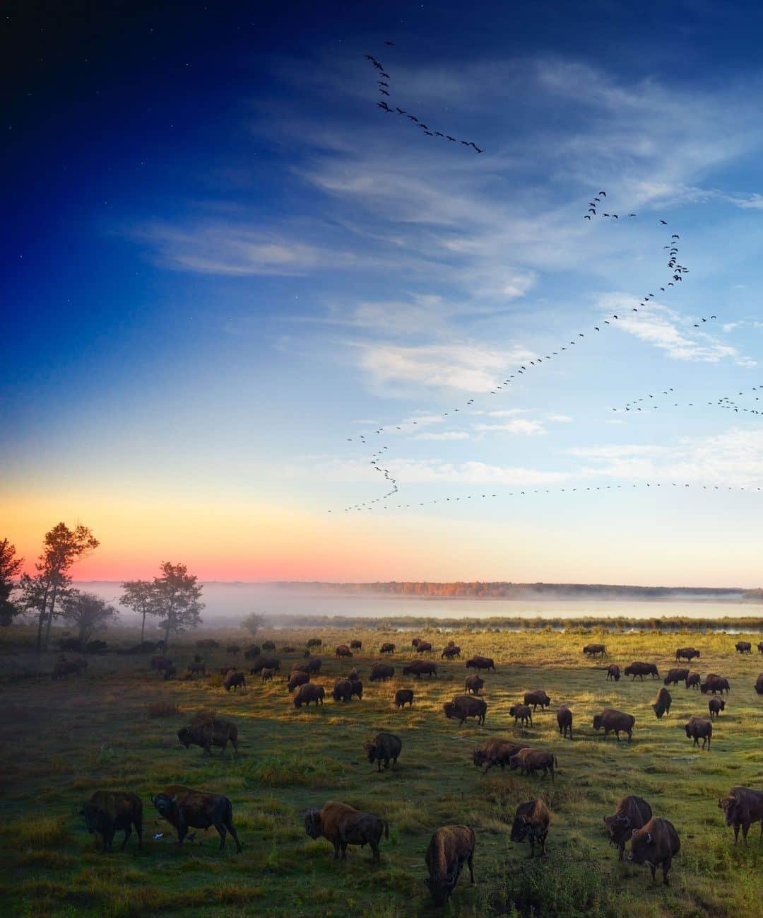 ナショナルジオグラフィックさんのインスタグラム写真 - (ナショナルジオグラフィックInstagram)「Photo by @stephenwilkes | The bison are North America’s largest land mammal. Revered by the First Nations peoples, these majestic creatures used to be an incredible resource until unchecked hunting reduced their population from tens of millions to mere thousands. In the early 20th century, the Canadian government purchased one of the last herds on the continent, transferring 700 bison to Elk Island National Park, outside Edmonton. For a hundred years, the park has been a protected sanctuary for the bison.  Last year, with the generous support of @insidenatgeo, I traveled to Elk Island to document these marvelous creatures.  For over 36 hours, I watched as they grazed on the fields. I’m amazed by their resilience, and grateful for the plan to protect them for generations to come.   In my Day to Night series, landscapes are portrayed from a fixed camera angle, capturing fleeting moments of nature as light passes in front of the lens over the course of a full day. A select group of these photos are blended into a single composite image. Swipe for full image.」7月15日 22時00分 - natgeo