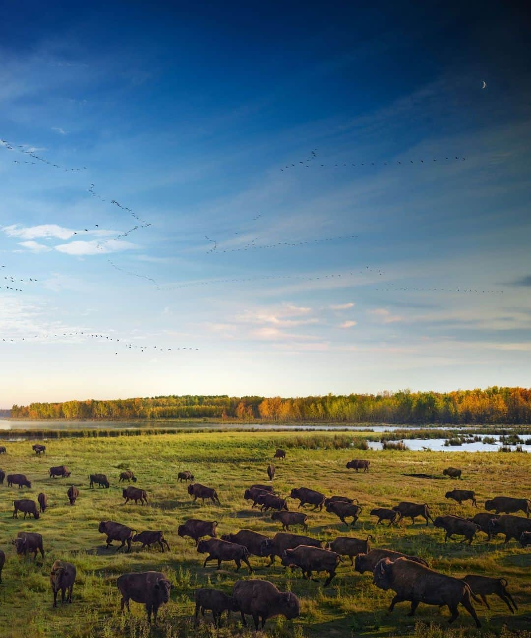 ナショナルジオグラフィックさんのインスタグラム写真 - (ナショナルジオグラフィックInstagram)「Photo by @stephenwilkes | The bison are North America’s largest land mammal. Revered by the First Nations peoples, these majestic creatures used to be an incredible resource until unchecked hunting reduced their population from tens of millions to mere thousands. In the early 20th century, the Canadian government purchased one of the last herds on the continent, transferring 700 bison to Elk Island National Park, outside Edmonton. For a hundred years, the park has been a protected sanctuary for the bison.  Last year, with the generous support of @insidenatgeo, I traveled to Elk Island to document these marvelous creatures.  For over 36 hours, I watched as they grazed on the fields. I’m amazed by their resilience, and grateful for the plan to protect them for generations to come.   In my Day to Night series, landscapes are portrayed from a fixed camera angle, capturing fleeting moments of nature as light passes in front of the lens over the course of a full day. A select group of these photos are blended into a single composite image. Swipe for full image.」7月15日 22時00分 - natgeo