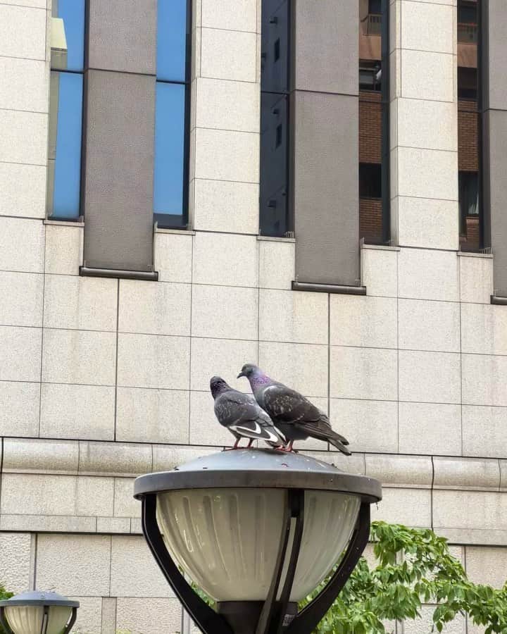 鈴本美愉のインスタグラム：「ハト🐦🤍🐦と🍨」