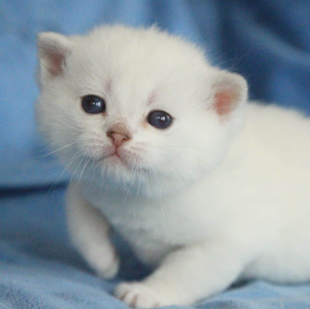 ミスター・ホワイトのインスタグラム：「When I was a kitten 🐱   #meow #cute #cat #catsofinstagram」