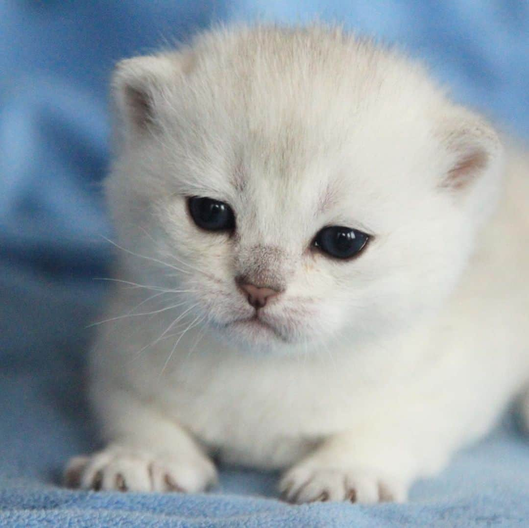 ミスター・ホワイトさんのインスタグラム写真 - (ミスター・ホワイトInstagram)「When I was a kitten 🐱   #meow #cute #cat #catsofinstagram」7月15日 22時07分 - white_coffee_cat