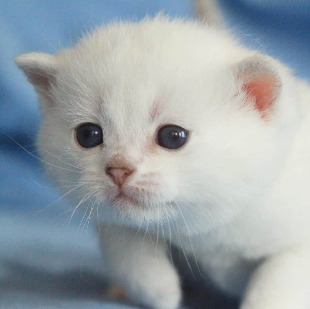 ミスター・ホワイトさんのインスタグラム写真 - (ミスター・ホワイトInstagram)「When I was a kitten 🐱   #meow #cute #cat #catsofinstagram」7月15日 22時07分 - white_coffee_cat