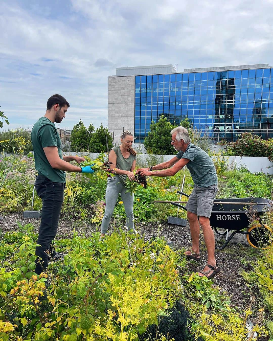 Amata Chittaseneeさんのインスタグラム写真 - (Amata ChittaseneeInstagram)「😍 @dakakker ❤️ what an amazing Rooftop Farm at the heart of #Rotterdam city #Netherlands 🇳🇱 สวนผักในเมือง ดาดฟ้ากินได้ ที่ประเทศเนเธอร์แลนด์ เมือง Rotterdam หนึ่งในสวนที่ใหญ่ที่สุดในยุโรป เป็นสวนลอยฟ้าที่สวยมากๆ มีความหลากหลายของพืชและสิ่งมีชีวิตเยอะมาก 😍 เลี้ยงไก่ 5 ตัวบนดาดฟ้า เอาดิ! กล่องผึ้งก็มีนะ! เก็บน้ำผึ้งขาย พื้นดาดฟ้าปูด้วยดินและหินภูเขาน้ำหนักเบา การปลูกจึงออกแบบดิบๆแนวธรรมชาติ สวนเปิดมาแล้ว 11 ปี และได้รับสนับสนุนโดยรัฐบาลและองค์กรหลายที่ มีวิศวกรมาช่วยออกแบบระบบน้ำและคำนวนน้ำหนักของสวนลอยฟ้าอย่างจริงจัง ทำให้เป็นพื้นที่แห่งการเรียนรู้อีกด้วย แถมที่นี้เปิดรับอาสาสมัครมาช่วยทำสวนอีกด้วย เจอคุณยายท่าน1 อายุ 80ปี ยังสาวและแข็งแรงอยู่เลย มาช่วยถอนวัชพืช // เป็นวันที่มีความสุขสุดๆแถมยังได้แลกเปลี่ยนความรู้กันอย่างเต็มที่เลย! - special thanks to @emilevanrinsum @agbaria.mustafa @aaom_oom for showing us the possibilities of our future 🐝 - For more info visit @dakakker  The DakAkker is a 1000 m2 rooftopfarm on top of the Schieblock in Rotterdam in The Netherlands. Vegetables, edible flowers and fruit are grown and bees are kept. The DakAkker is the largest open-air roof farm in the Netherlands and one of the largest in Europe. The Smartroof is located on the roof of the rooftoppavilion. A testsite for smart waterstorage and – management. #rooftopfarming #rooftopgarden #rooftopfarm #pearypieskygarden #urbanfarming #organicproducts #pearypiegoesgreen #pearypieskygarden #pearypiearoundtheworld」7月15日 22時16分 - pearypie