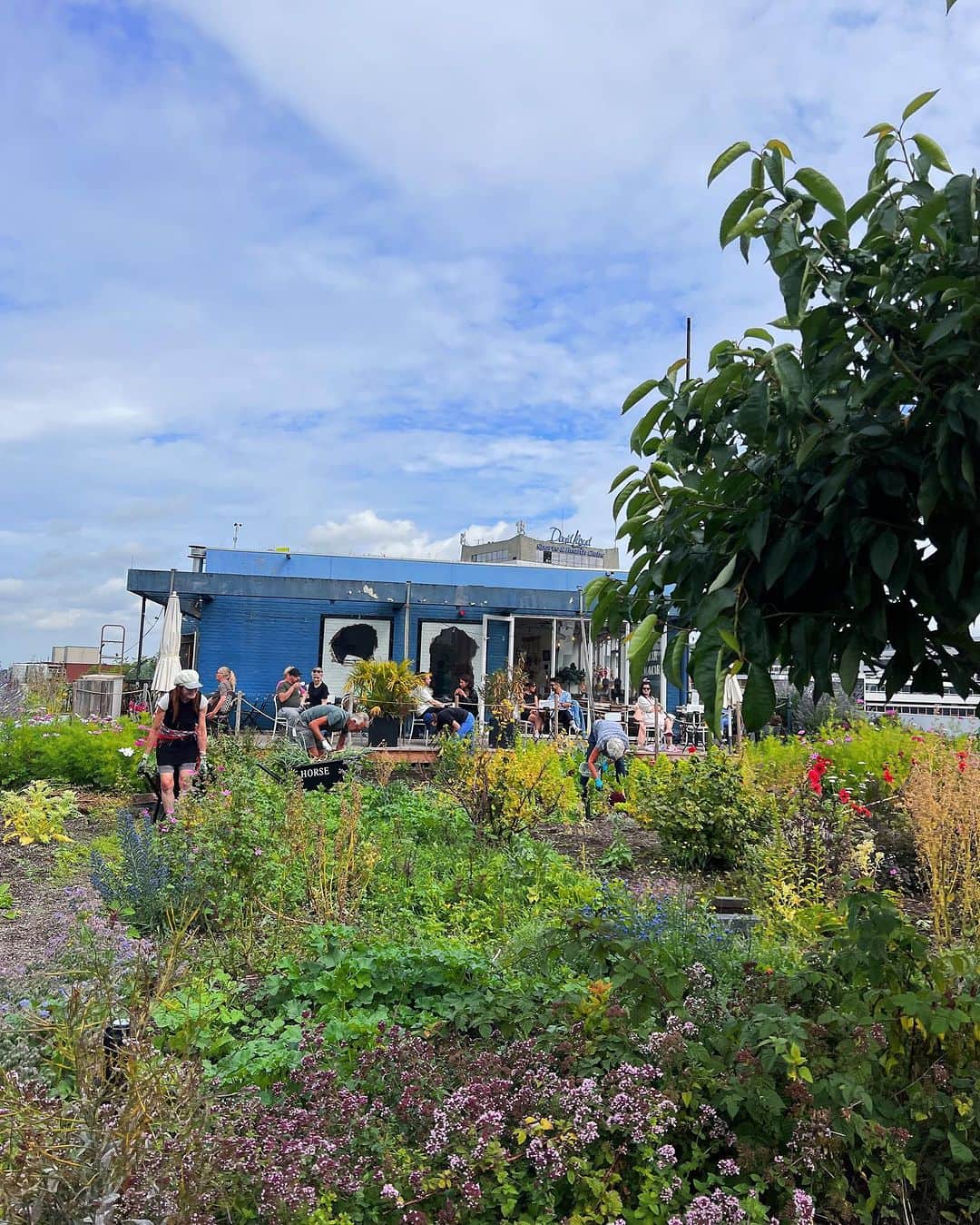 Amata Chittaseneeさんのインスタグラム写真 - (Amata ChittaseneeInstagram)「😍 @dakakker ❤️ what an amazing Rooftop Farm at the heart of #Rotterdam city #Netherlands 🇳🇱 สวนผักในเมือง ดาดฟ้ากินได้ ที่ประเทศเนเธอร์แลนด์ เมือง Rotterdam หนึ่งในสวนที่ใหญ่ที่สุดในยุโรป เป็นสวนลอยฟ้าที่สวยมากๆ มีความหลากหลายของพืชและสิ่งมีชีวิตเยอะมาก 😍 เลี้ยงไก่ 5 ตัวบนดาดฟ้า เอาดิ! กล่องผึ้งก็มีนะ! เก็บน้ำผึ้งขาย พื้นดาดฟ้าปูด้วยดินและหินภูเขาน้ำหนักเบา การปลูกจึงออกแบบดิบๆแนวธรรมชาติ สวนเปิดมาแล้ว 11 ปี และได้รับสนับสนุนโดยรัฐบาลและองค์กรหลายที่ มีวิศวกรมาช่วยออกแบบระบบน้ำและคำนวนน้ำหนักของสวนลอยฟ้าอย่างจริงจัง ทำให้เป็นพื้นที่แห่งการเรียนรู้อีกด้วย แถมที่นี้เปิดรับอาสาสมัครมาช่วยทำสวนอีกด้วย เจอคุณยายท่าน1 อายุ 80ปี ยังสาวและแข็งแรงอยู่เลย มาช่วยถอนวัชพืช // เป็นวันที่มีความสุขสุดๆแถมยังได้แลกเปลี่ยนความรู้กันอย่างเต็มที่เลย! - special thanks to @emilevanrinsum @agbaria.mustafa @aaom_oom for showing us the possibilities of our future 🐝 - For more info visit @dakakker  The DakAkker is a 1000 m2 rooftopfarm on top of the Schieblock in Rotterdam in The Netherlands. Vegetables, edible flowers and fruit are grown and bees are kept. The DakAkker is the largest open-air roof farm in the Netherlands and one of the largest in Europe. The Smartroof is located on the roof of the rooftoppavilion. A testsite for smart waterstorage and – management. #rooftopfarming #rooftopgarden #rooftopfarm #pearypieskygarden #urbanfarming #organicproducts #pearypiegoesgreen #pearypieskygarden #pearypiearoundtheworld」7月15日 22時16分 - pearypie