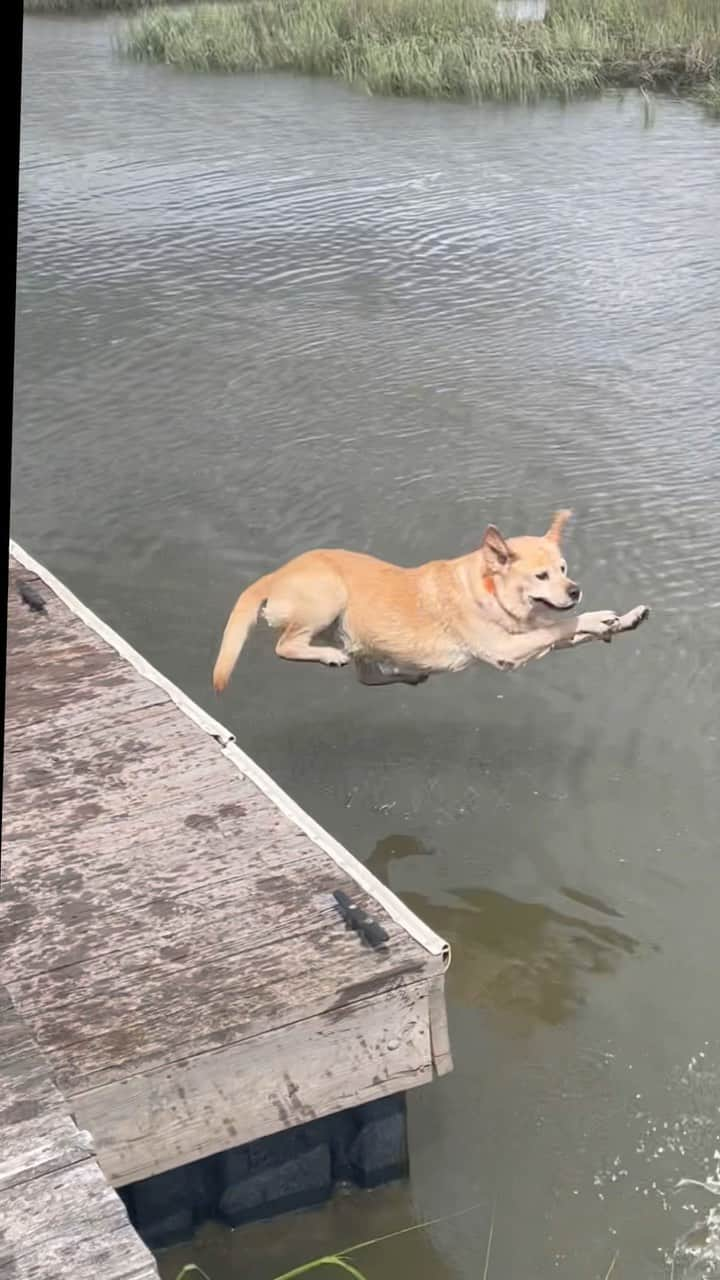 Huckのインスタグラム：「Clearly gifted when it comes to jumping into the water 😅 . . . #talesoflab #labs_of_insta #yellowlabsquad #fab_labs_ #labradorlove #dogreels #trendingreels #labradors #bellyflopking」