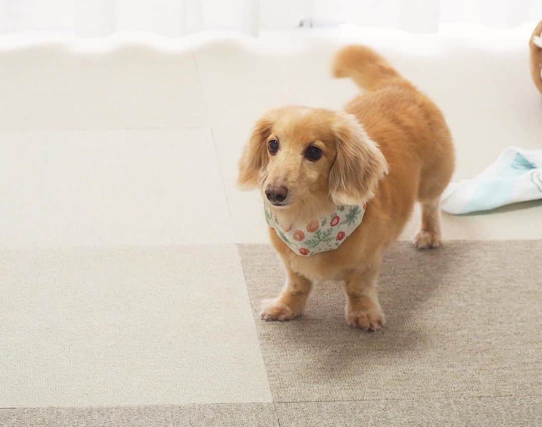 Sora Momoさんのインスタグラム写真 - (Sora MomoInstagram)「ネッククーラー巻いたままダッシュ💨するぞってなってるそら🐶🐾 ☺︎ おしり丸めて走ってるところ💨ちょっとだけ撮れたからおまけで付けときました😆 ちゃんと撮れてないけど 笑える😂😂 ☺︎ ネッククーラーの中は保冷剤が入ってます😊 ☺︎ #走るぞ#お散歩行って#足を洗い終わったら#リビングで#私が来るの待ってる#待ちきれず#走ってる時もあるよ#テンション上がって#走りたくなっちゃう#おしり丸めて走る #うさぎ走り#毎日元気なおじさん#いつまでも走ってね #ダックス#ミニチュアダックス #dachshund #miniaturedachshund」7月15日 23時24分 - teratera_sorapu_