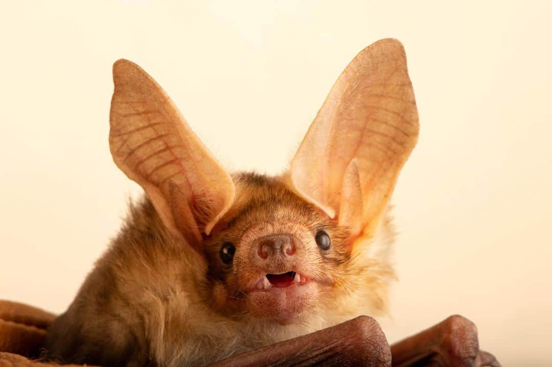 Joel Sartoreさんのインスタグラム写真 - (Joel SartoreInstagram)「Meet Vesper - a pallid bat I photographed @lindsaywildlife. Unlike other bat species that catch their prey while in flight, pallid bats catch almost all of their food on the ground. While on the ground, they travel using a variety of gaits and strides and put their oversized ears to work detecting the footsteps of their prey. Once they’ve secured their catch, these bats will fly to a nearby elevated location to safely consume their meal.   #bat #animal #wildlife #vesper #photography #animalphotography #wildlifephotography #studioportrait #PhotoArk @insidenatgeo」7月15日 23時38分 - joelsartore