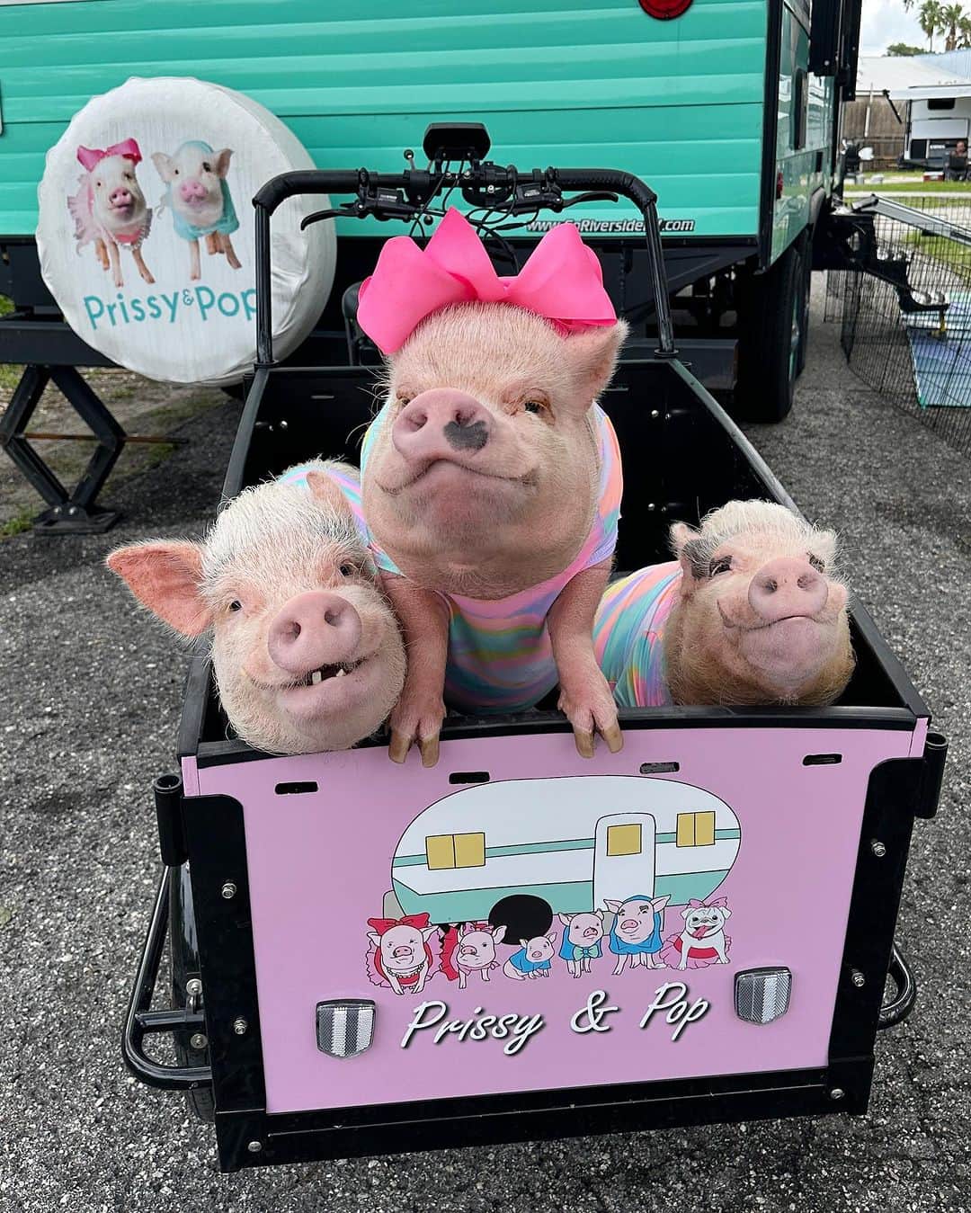 Priscilla and Poppletonのインスタグラム：「Just when we thought we couldn’t love our @bunchbikes any more…Our cargo box is now piggy pink with a custom front panel to match our camper. SQUEAL! Look how cute! ThOINKs Bunch for this PIGTASTIC wrap We are beyond happy campers! And to anyone considering an electric cargo bike for your kids or pets, we cannot say enough good things about this company and the ongoing service they provide! We are happy to answer any questions you may have about the bike. Just send us a message. We are so piggy proud to be a part of the Bunch Family.🐷💗🏍️ #BunchBikes #PiggyPenn #PosingPosey #PrissyandPop」