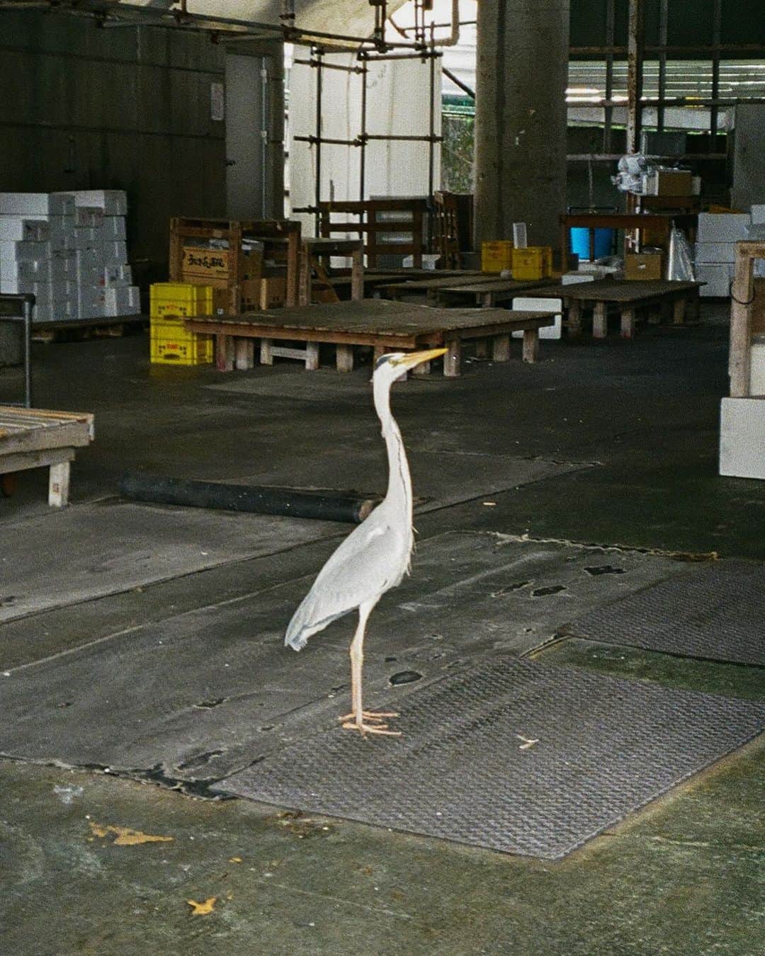 永井響のインスタグラム：「いつかのアオサギ  #君たちはどう生きるか」