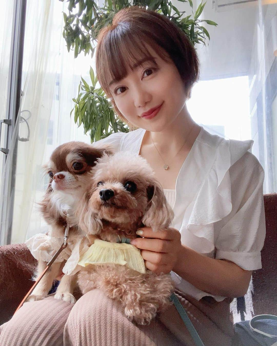 Roseのインスタグラム：「💛🐶🩵🐶🧡  家では仲悪いのに外だと離れないの かわいい。。  #愛犬 #愛犬との暮らし #わんこのいる生活  #チワワ #トイプードル #わんこ部  #チョコタンチワワ #トイプードルレッド  #ランチ #カフェ #ボンダイカフェ」