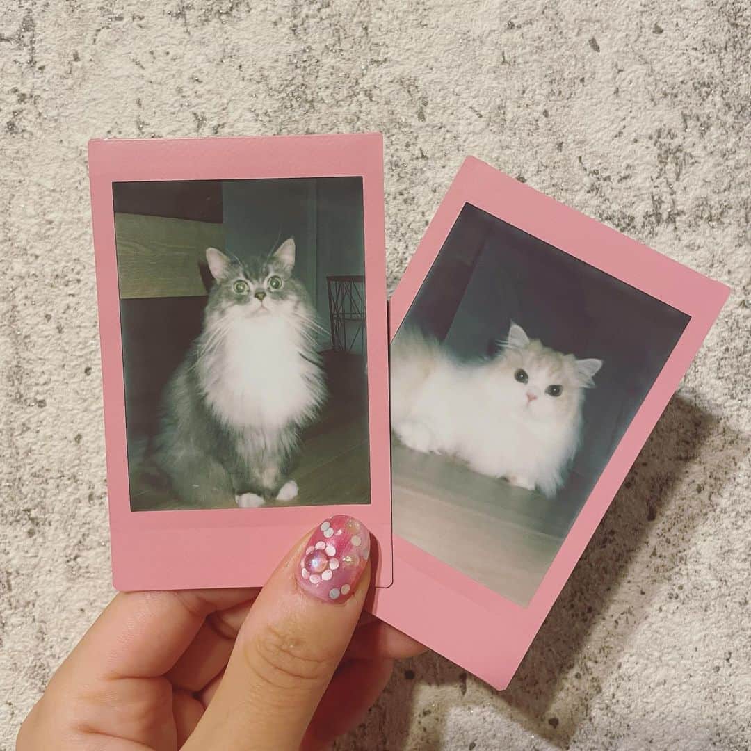 のインスタグラム：「最近チェキ撮るのにハマってる いろんなフィルムあるんだね〜  うちのかわいい天使たち🐱✨  どうしても動いちゃうから撮るの難しい。笑」