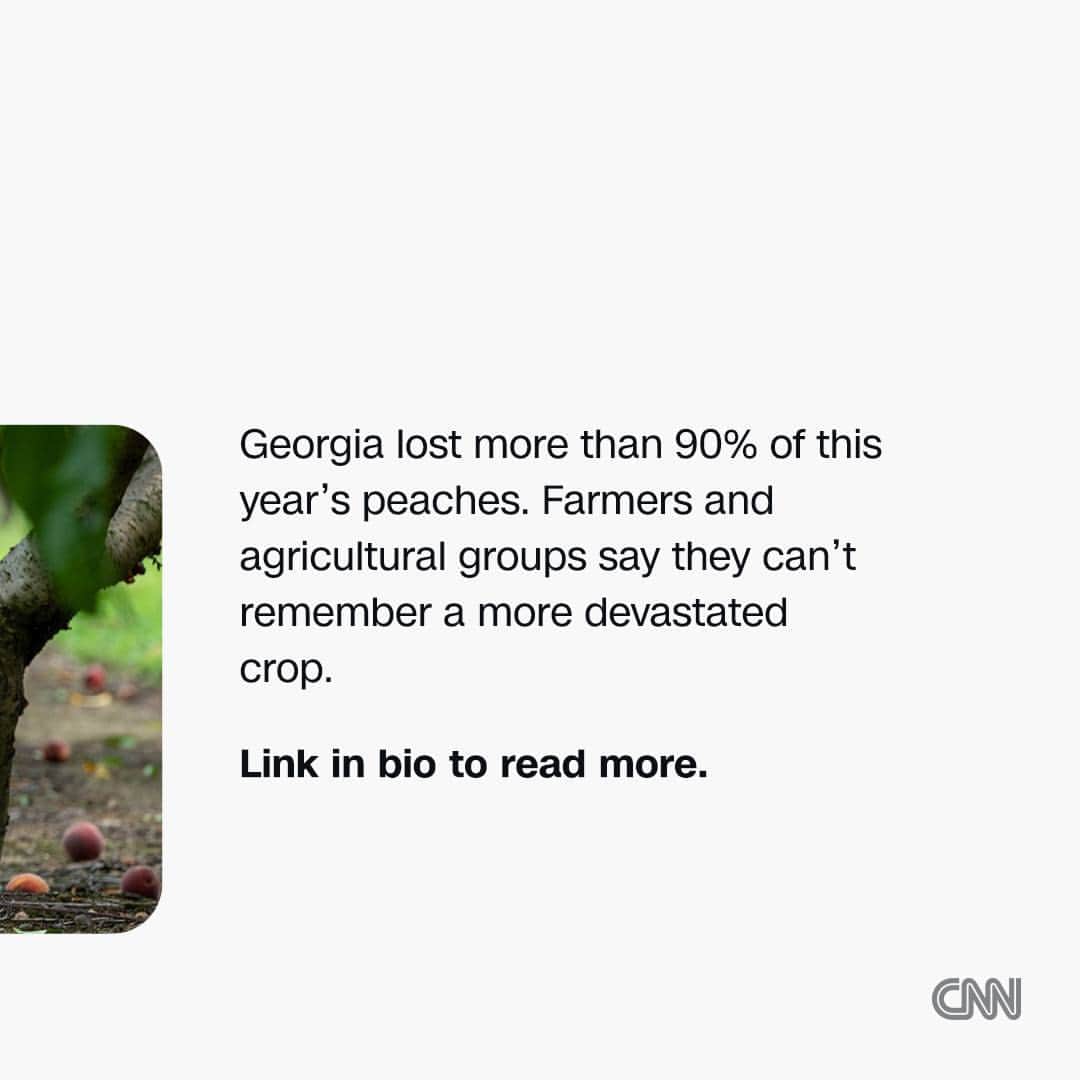 CNNさんのインスタグラム写真 - (CNNInstagram)「Midsummer is the peak of juicy peach season in the state of Georgia. But recently, the Peach Cobbler Factory in Atlanta ran out of peaches and had to pivot to apple cobbler.  The Peach State lost more than 90% of this year's crop after a February heat wave that was followed by two late-spring frosts. The triple-whammy destroyed peach varieties specifically bred to survive different weather scenarios and wildly inflated prices of the fruit. It also moved much of the local market — in some cases, quite unwillingly — to California peaches.  See how locals are dealing with the shortage at the link in our bio.  📸: Dustin Chambers/Bloomberg/Getty Images」7月16日 0時00分 - cnn