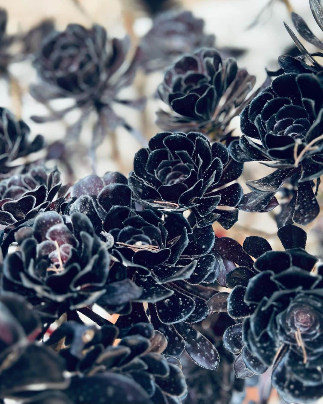 リカルド・ティッシさんのインスタグラム写真 - (リカルド・ティッシInstagram)「Random July 🖤black roses」7月16日 0時36分 - riccardotisci17