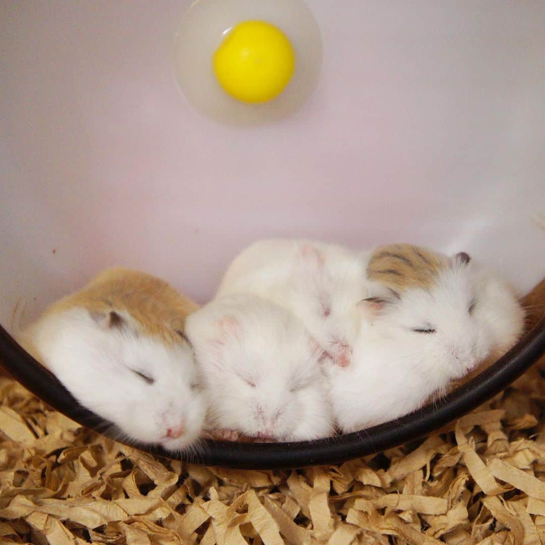 hamster_mocoのインスタグラム