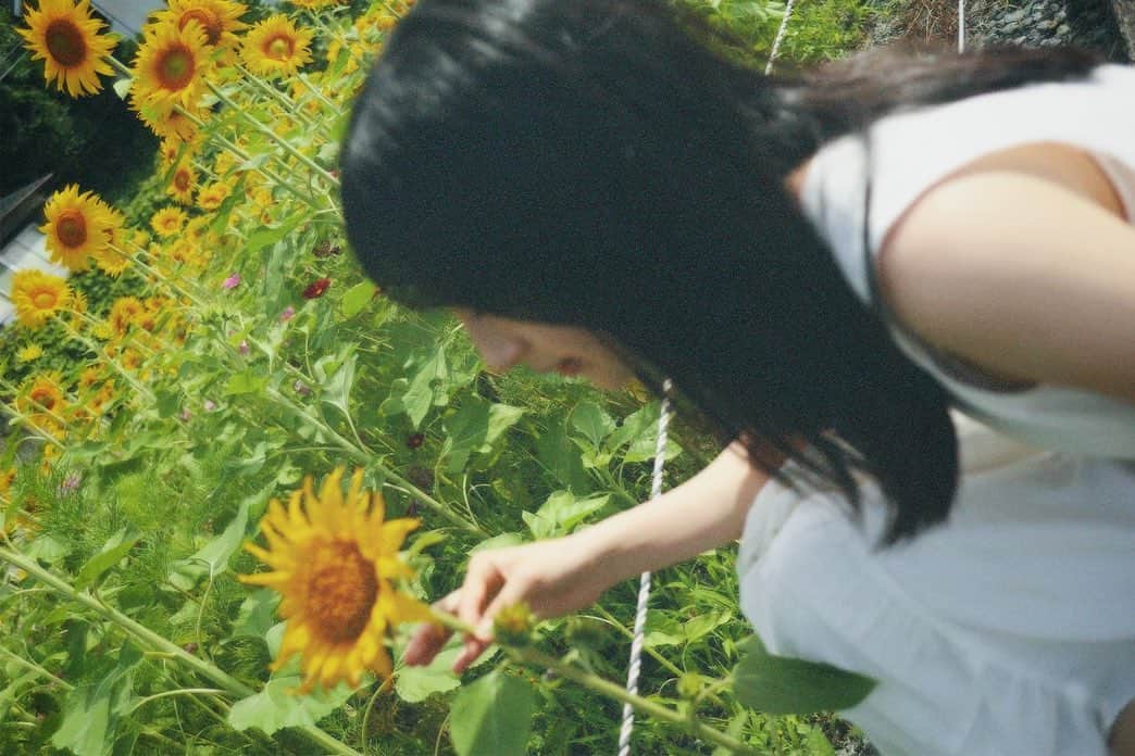 川原美咲さんのインスタグラム写真 - (川原美咲Instagram)「暮暮、日輪草、潮鳴り ・ ・ ・ ・ お花を見ると 生きよう、と思えます。🌻✨　 ・ ・ ・ ・ 2022.06 ・  #下灘駅 #下灘 #海が1番近い駅 #下灘駅の夕陽 #下灘駅🚃 #下灘駅ひまわり #愛媛県 #坊っちゃん劇場 #愛媛観光 #愛媛観光スポット  #dazzcam #dazzcamera #フィルムカメラ #被写体モデル #被写体女子 #被写体になります #カメラ女子 #カメラ好きな人と繋がりたい  #02년생 #0203students #0203studentsさんと繋がりたい #0203line #02line #02世代」7月16日 1時40分 - misaki_888_sagasaikou