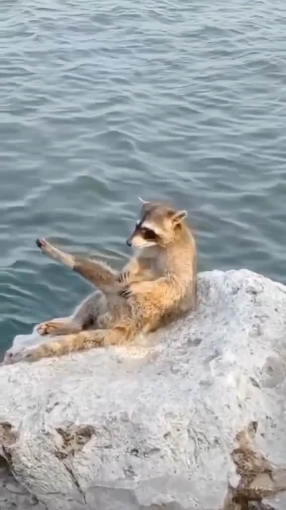 のインスタグラム：「Getting ready for a hot date at the trash can! 😂☺️ Tag that friend!   🎥: @positive_animals   #raccoon #raccoons #raccoonlove #raccoonlife #cutie #cuteanimals #funnyanimals #datenight #viralreels #animallovers #animalreels #funnyanimal」