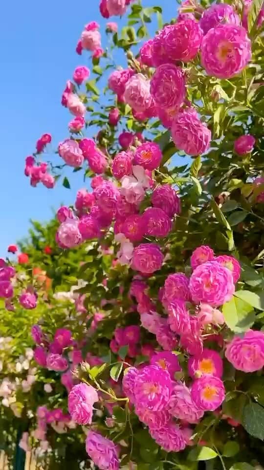 のインスタグラム：「FLOWER SEASON 🌺  L’été dévoile la splendeur des jardins en fleur. Une explosion de couleurs et de parfums qui enchante les sens. 🌼✨  —  Summer reveals the splendor of blooming gardens. An explosion of colors and scents that enchants the senses. 🌼✨  #Princessetamtam #Summer #Flowers #FlowerPower #GardenLife #NatureCaptured #FloralVibes #SummerFlowers  @shadowofflower79」