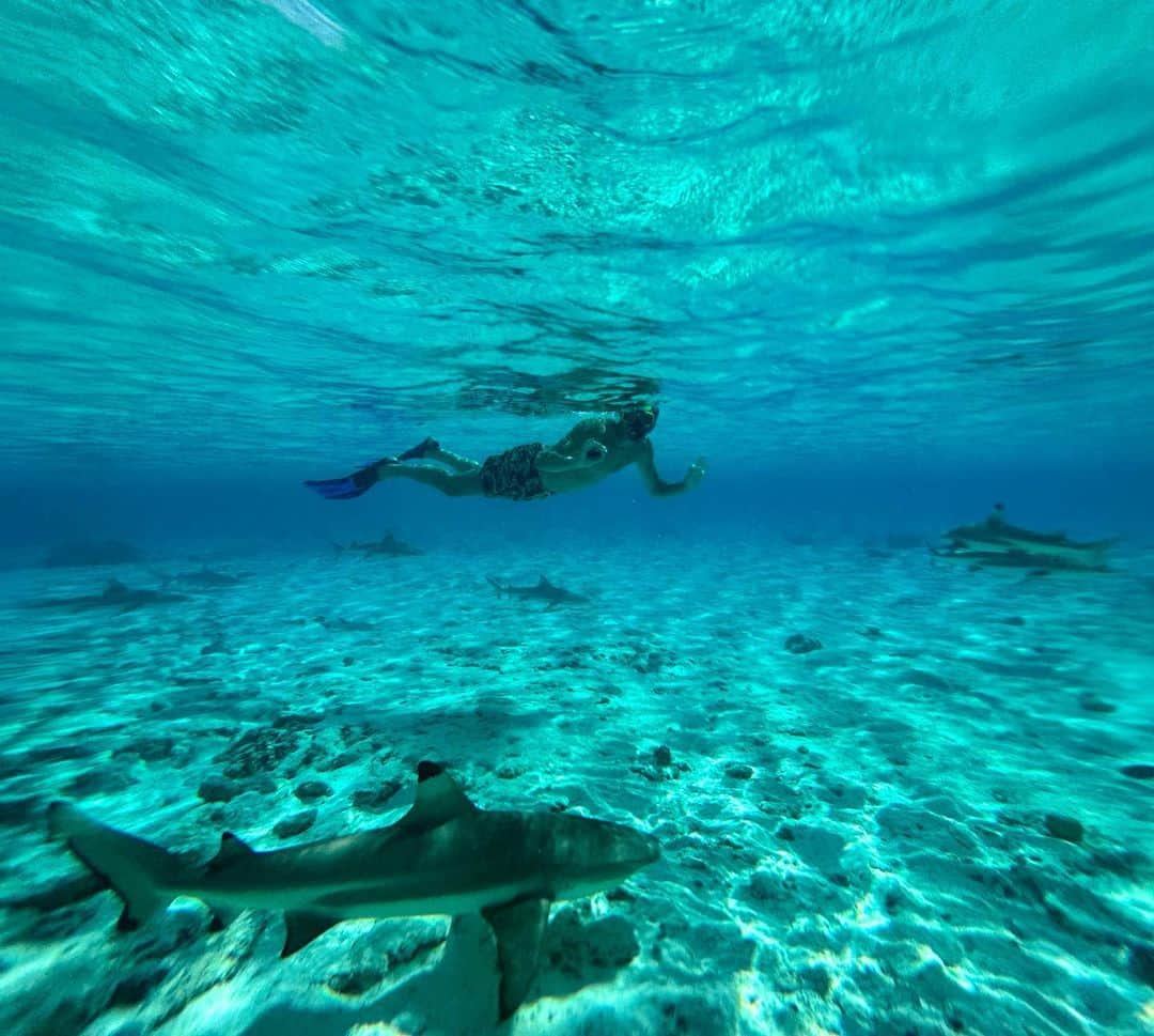 ティボ・クルトゥワさんのインスタグラム写真 - (ティボ・クルトゥワInstagram)「I had an absolutely incredible time exploring the underwater wonders of Bora Bora! 😍  From snorkeling alongside tropical fish 🐠, to diving with majestic Manta Rays and sharks 🦈, and finally, ending the day with a delightful lunch in the company of our newfound stingray friend!   I 💙 Bora Bora!」7月17日 1時00分 - thibautcourtois