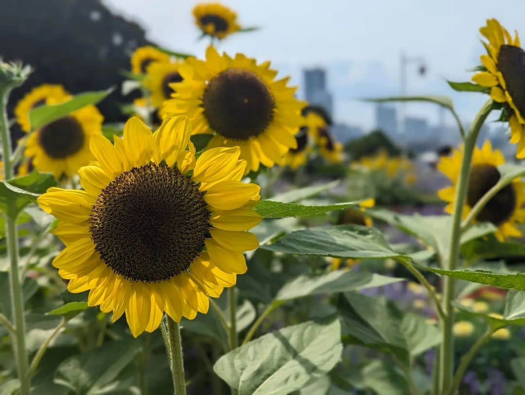 東京観光専門学校さんのインスタグラム写真 - (東京観光専門学校Instagram)「みなさん3連休はどのように過ごしていますか？ 今日は体験講座なしの #学校説明会 を 開催しています🌻  中の人がお話した高校生の方は なんと中学生の頃から TOKANに来てみたかったと お話してくれました✨ 進路に向かってまっすぐに進んでいる姿を見て応援せずにはいられません👏  ＼高校1.2年生のみなさん🍉／ 8月オープンキャンパスのご予約が増えております‼️ お申し込みはお早めに👍  ＼高校3年生のみなさん🍧／ 総合型選抜の第二期エントリー 締切は【8/6(日)】です‼️ まずはオープンキャンパスへ💨 #東京観光専門学校　#進路相談会　#進路説明会　#夏休み　#個別相談　#専門学校進学　#市ヶ谷　#飯田橋」7月16日 14時56分 - tokan_1967