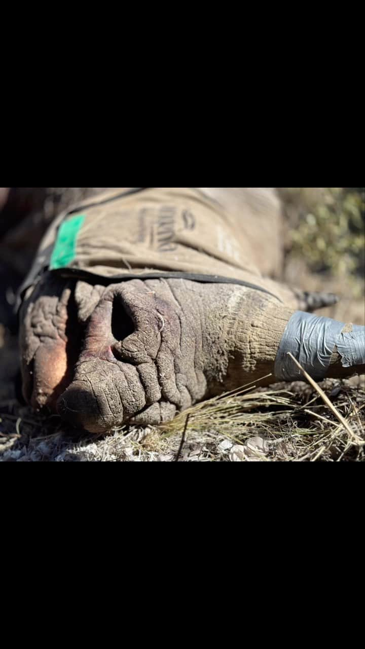 Kevin Richardson LionWhisperer のインスタグラム：「Empowering Conservation: By collaring elephants and implanting rhino horns, we’re taking proactive steps to protect these majestic creatures. Join us as we try and safeguard their future and ensure a world where they can thrive in harmony with nature. Together, we can make a difference.  A massive shout out to all who help make these conservation efforts a success. From @wildskiesaviation (Richard) and his incredible piloting skills to @shaunwildlifevet who in amongst the chaos always manages to remain cool and keep the animals safe. And then of course there’s the team that’s always ready, willing and able, to make things happen even if that means crawling in the mud or getting stabbed in the bum by a thorn bush! @matthewtemperley10 @gavinsterley @waldotoerien @david_boshoff  Horn implanting is an alternative to dehorning or horn trimming. Recent studies have shown that especially in the case of black rhino, they use their horns readily to protect their young and defend their territory. It’s mental that we have to intervene at all but there doesn’t seem to be any other alternatives.  Horn implanting allows for rhino to exhibit their natural behaviours. Rhinos use their horns for various social and ecological purposes, including defense, establishing dominance, and digging for food. Removing the horn entirely through dehorning can disrupt their natural behavior and may affect their overall well-being. Horn implanting allows them to retain their horn, preserving their natural behaviors. Psychological Well-being: Rhinos with intact horns are less likely to experience social and psychological stress that may result from altered appearances or interactions within their own species. Preserving their physical attributes through horn implanting contributes to their overall psychological well-being.  🦏🐘🌍 🚁 #ConservationEfforts #ProtectingWildlife #rhinoconservation #elephantconservation #kevinrichardsonfoundation」