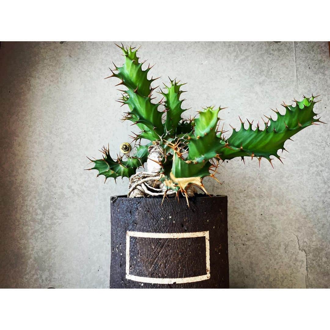 ハザマ陽平のインスタグラム：「I wanted to plant the kindness of that time in this pot  #トルチラマ #euphorbia  #tortirama #BOTANIZE  #SEN  #goujin #多肉植物 #サボテン #ハンドメイド #グラキリス #cactus #succulent #plant #plants #caudex #塊根 #植物」