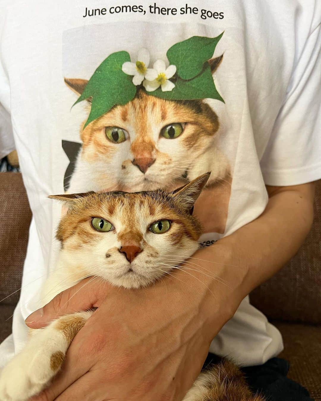 山田稔明さんのインスタグラム写真 - (山田稔明Instagram)「おはよ。ドクダミ姫Tシャツ、いい色でサンプルあがってきた。発送までもう少しお待ちください。 #ポチ実 #三毛猫 #ドクダミ姫 #チミとTシャツと私」7月16日 8時04分 - toshiakiyamada