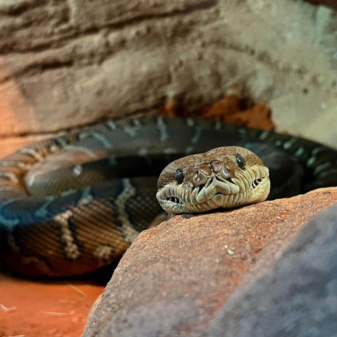 タロンガ動物園さんのインスタグラム写真 - (タロンガ動物園Instagram)「Have you ssssssseen that today is #worldsnakeday ?  Did you know that Australia is home to nearly 200 species of snake? Snakes face an array of threats in the wild including habitat destruction, bushfires and road incidents. While travelling on the road, be sure to keep an eye out for snakes and slow down to avoid collisions. Snakes are often found enjoying the warmth that roads can provide and unfortunately this can be a very dangerous place for them to rest.  What is your favourite snake fact? Let us know in the comments below and help us celebrate these incredible animals 🐍  📷 Keeper Del #forthewild」7月16日 8時00分 - tarongazoo