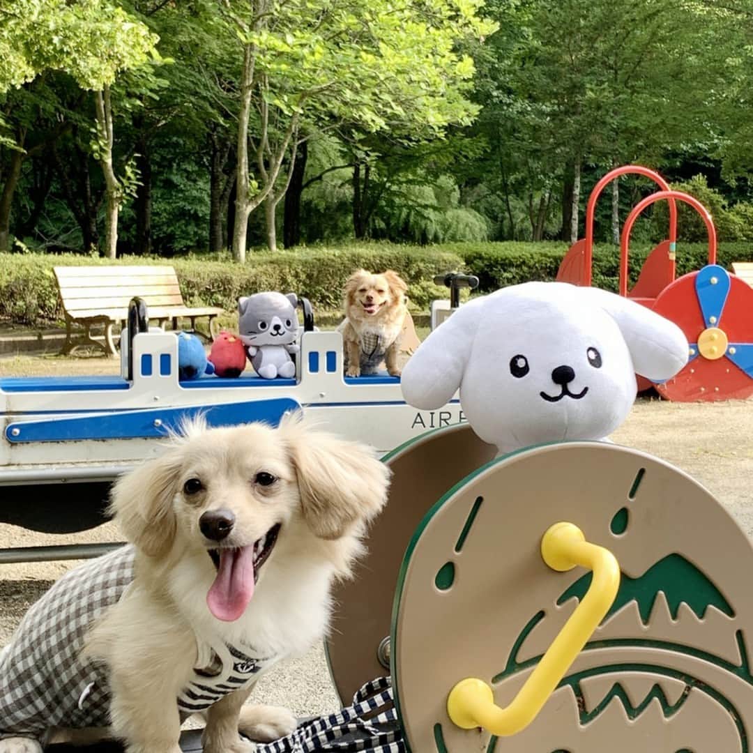 ダスキン ダス犬【公式】のインスタグラム：「. 【ダス犬のおともだち紹介】  チワックスのももちゃんと ポメックスのもりすけくんと遊んだよー♪  #ついついやっちゃう #公園あるある なんだけどね…  滑り台をいっせーのーで！で降りたくなっちゃうの！ ついついね！ でもさ、これ絶対バラバラになるんだよね！ なんでだろう？  なにはともあれ、ももちゃんもりすけくんありがとっ💓 また滑り台リベンジするぞー！！  #共感してくれる人 いたらうれしい🙃」