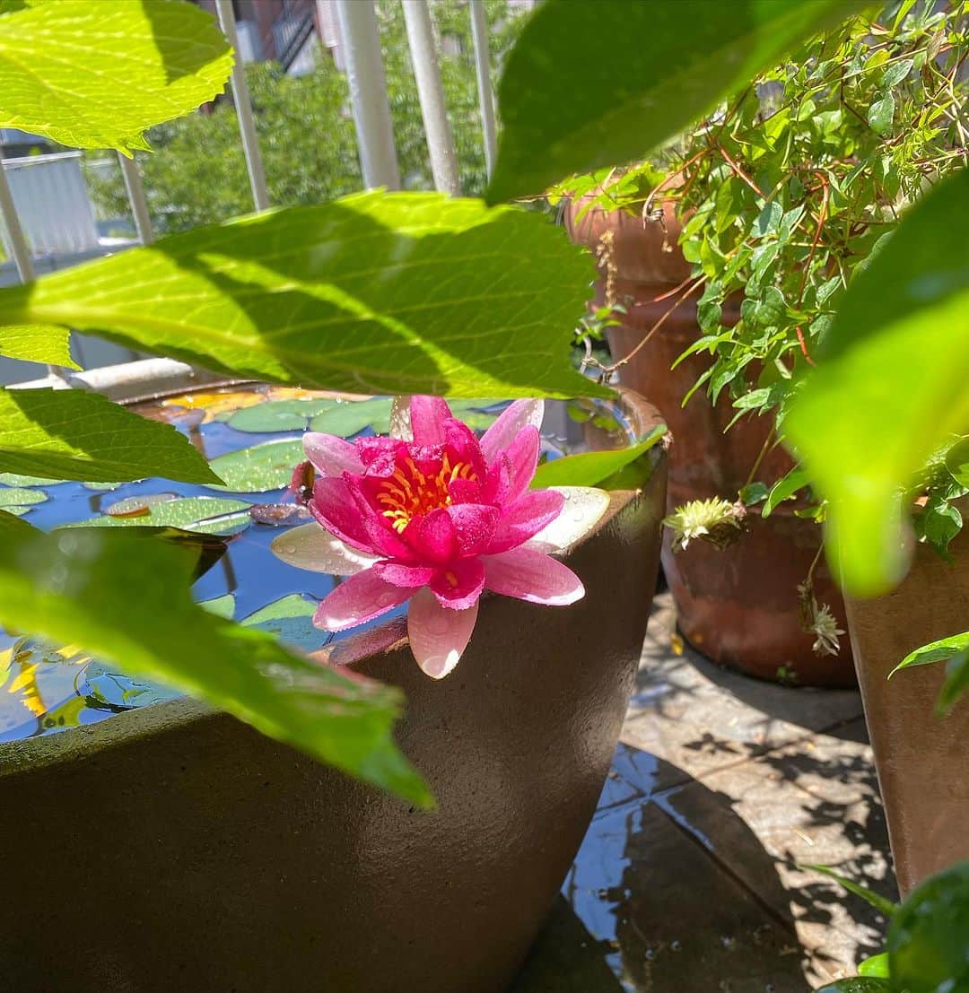 高岡早紀 さんのインスタグラム写真 - (高岡早紀 Instagram)「おはよう。 今朝は睡蓮が咲いていました。 3連休、良き日をお過ごしくださいね。。」7月16日 8時04分 - saki_takaoka