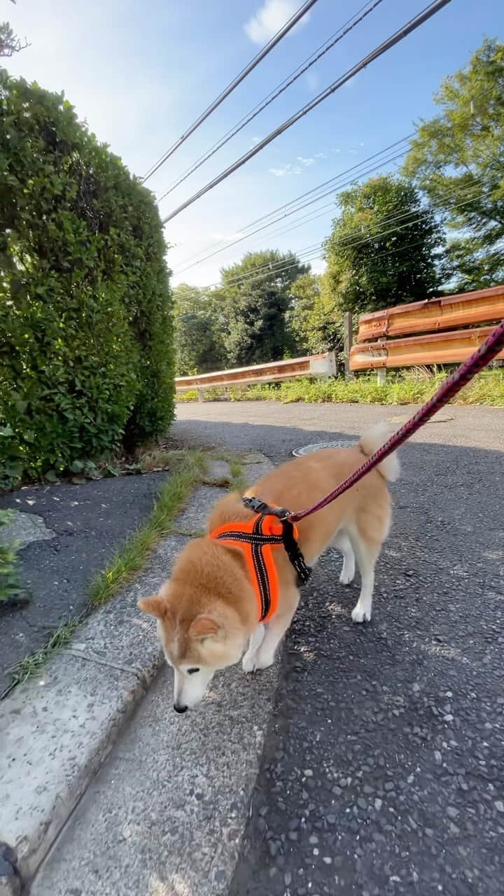 meekooのインスタグラム：「朝さんぽは風があって日陰は涼しかったです🌿 ついにセミが鳴きはじめました。いよいよ夏本番です🎐 2023.716 #足はほぼ治りました」
