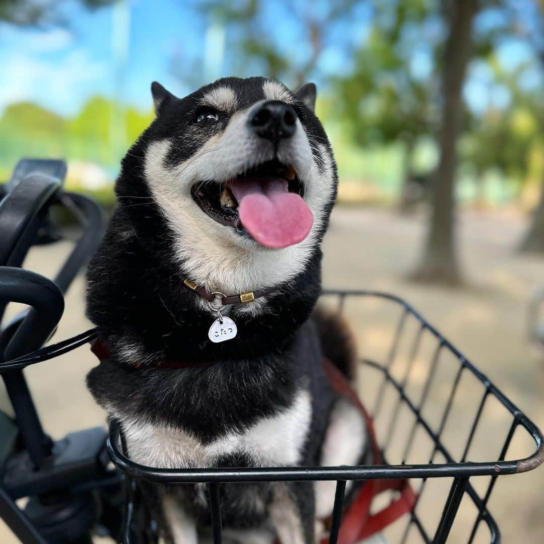 vo_coのインスタグラム：「🐾 本日のあざらし犬 ＊ #shibastagram #instashiba #shiba #shibainu #黒柴 #柴犬」