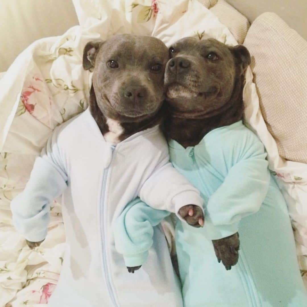DARREN&PHILLIPさんのインスタグラム写真 - (DARREN&PHILLIPInstagram)「The cutest little Blueboy Staffy Bears in all the land 😭😍🐶🧸 Based on the pic that started it all. Say hello to Bedtime Blueboys, releasing very soon! @darrenandphillip」7月16日 8時55分 - the_blueboys