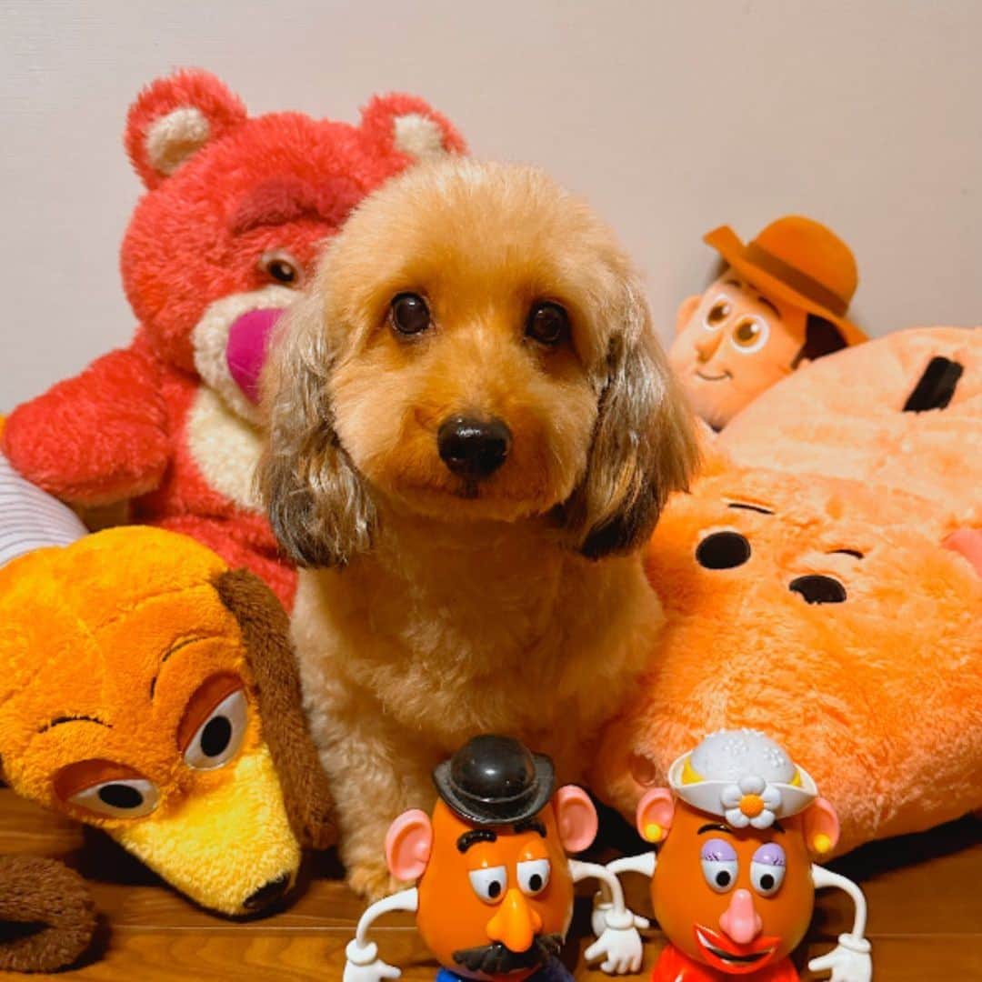 DJ Saya（さやまる）のインスタグラム：「🎂💝🎉  Happy 9th Birthday 🐕💕  しつけて、しつけられて(笑) これからも一緒に大人になっていこう🧏🏻‍♀️  You'r my love !!!!!!!!!  #我が家のスリンキードッグ」