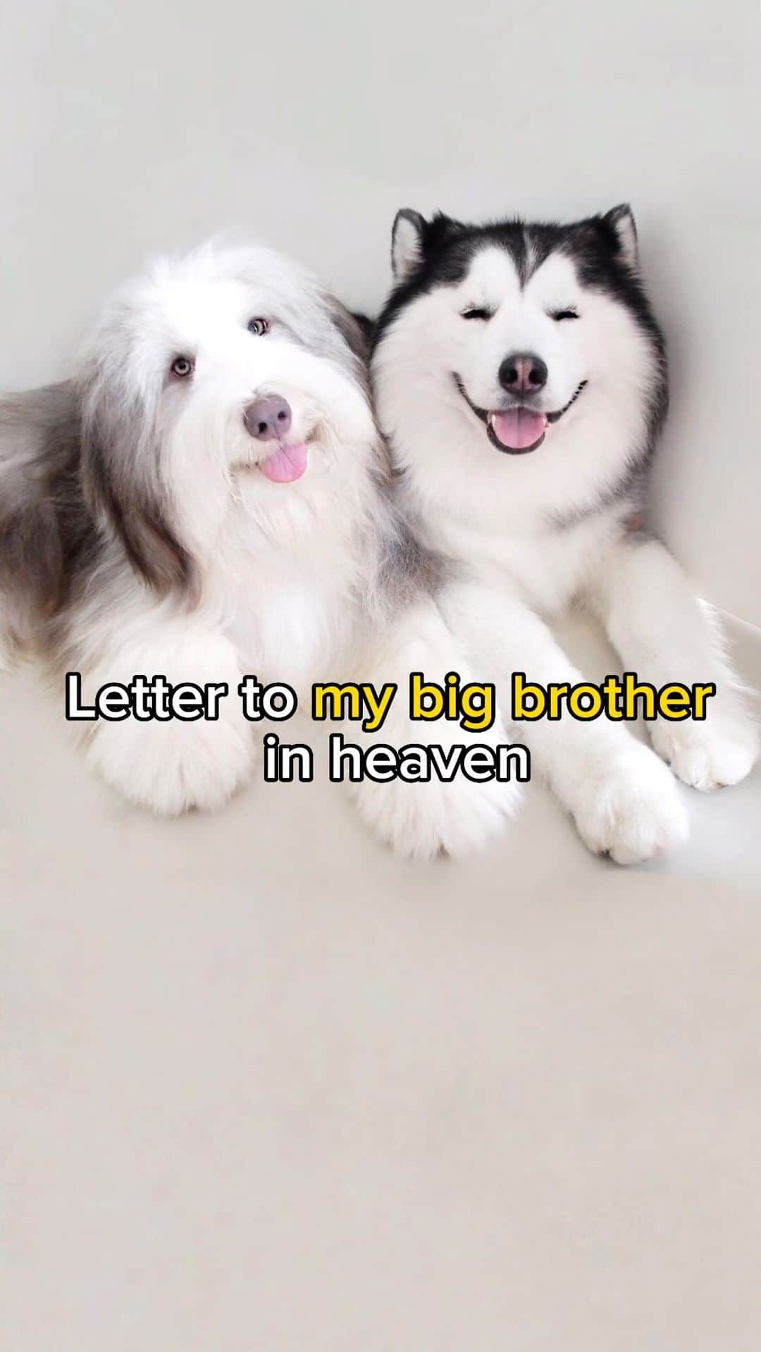 のインスタグラム：「I loved you your whole life.. I’ll miss you for the rest of mine 🐼🐻 • • • #petloss #missmydog #lovemydog #siberianhusky #husky #beardedcollie #beardeddog #weeklyfluff #beardedbear #beardiebear #maruhusky」